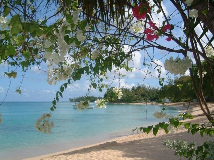 Gibbs Beach Barbados Bourgainvillea